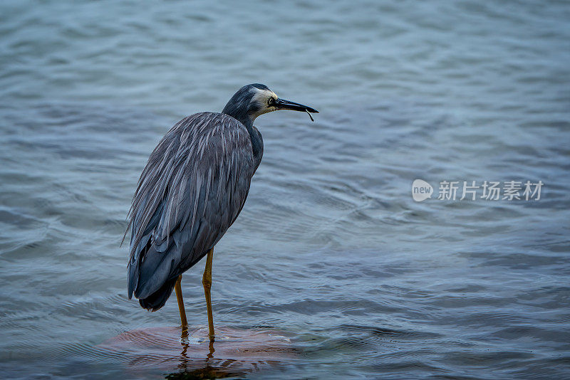 蓝鹭(Ardea herodias)